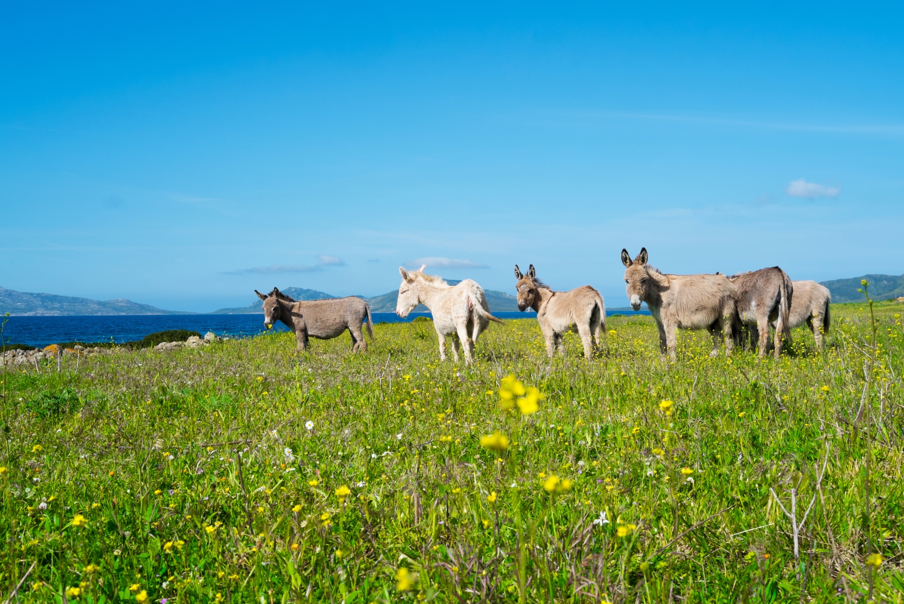 Ânes blancs en liberté sur l'île de l'Asinara, Sardaigne