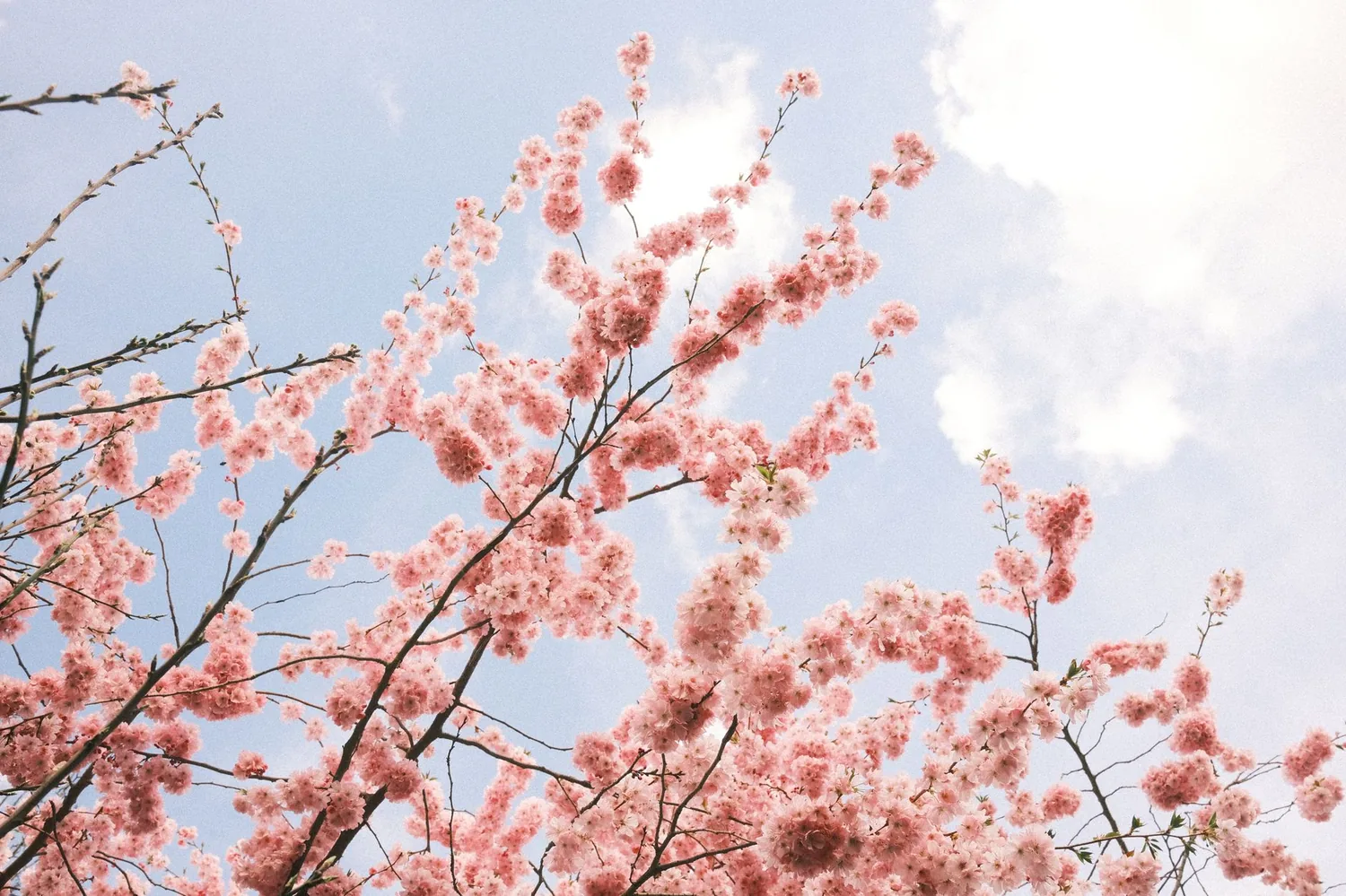 Cerisiers en fleurs au Japon
