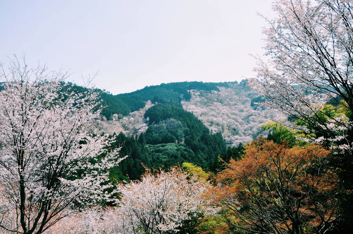 Sakura en pleine floraison dans un paysage japonais