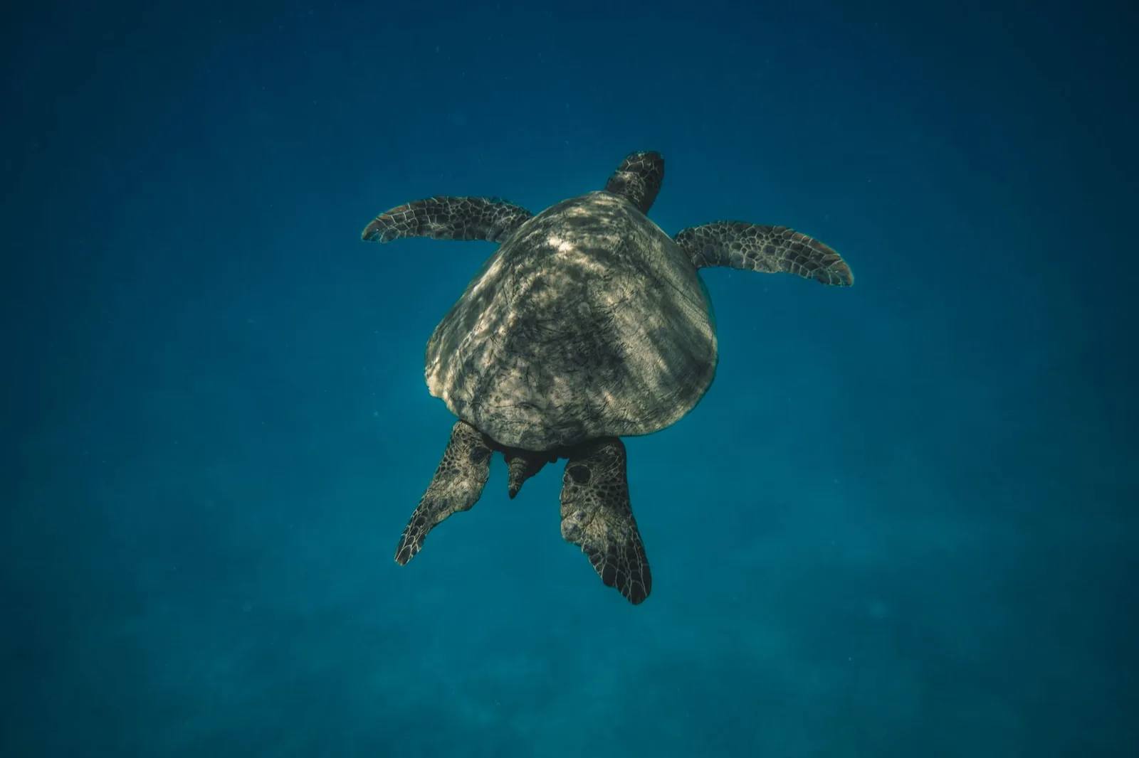 Tortue verte d'Hawaï