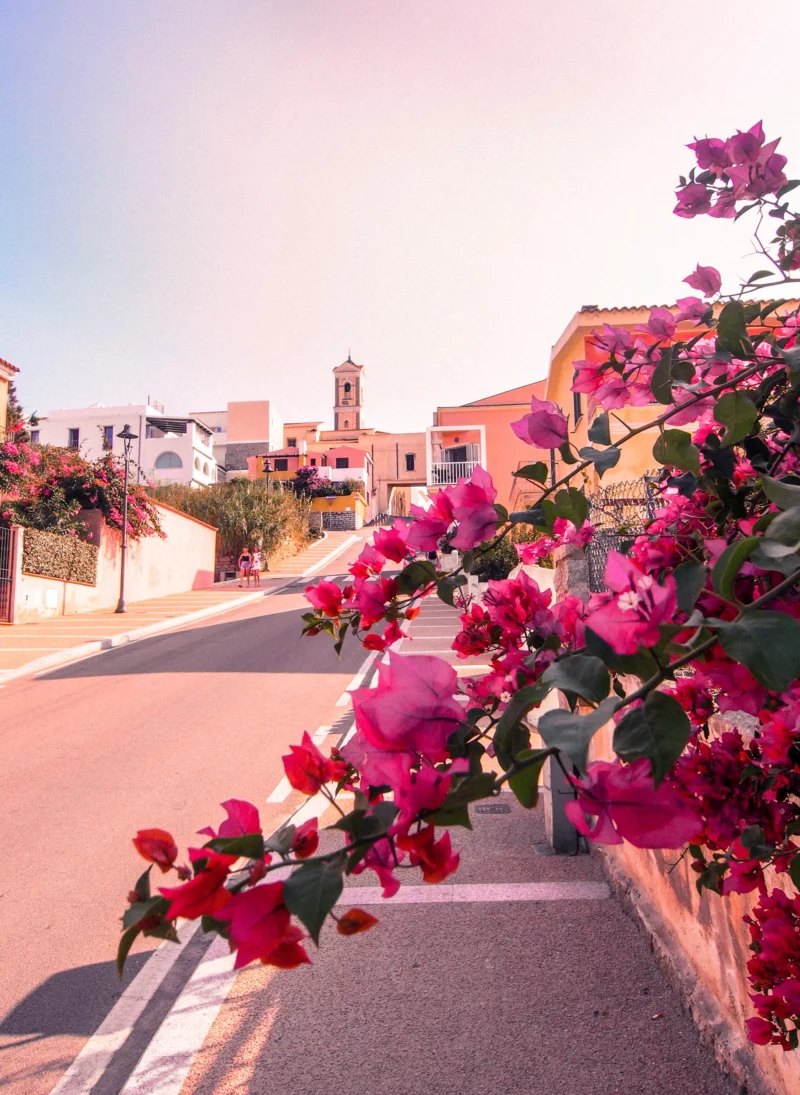 Bougainvilliers en fleurs le long d'une rue de Santa Teresa di Gallura avec le clocher au fond