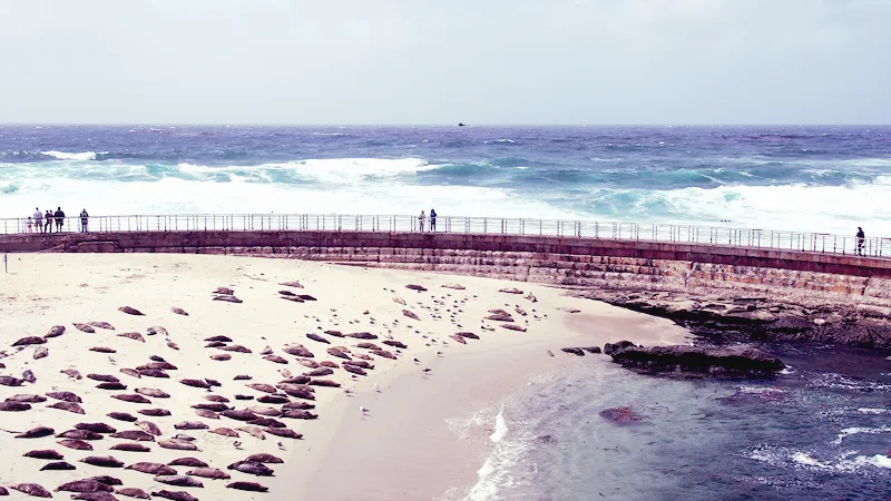 Colonie de phoques sur la plage de La Jolla protégée par une digue face au Pacifique