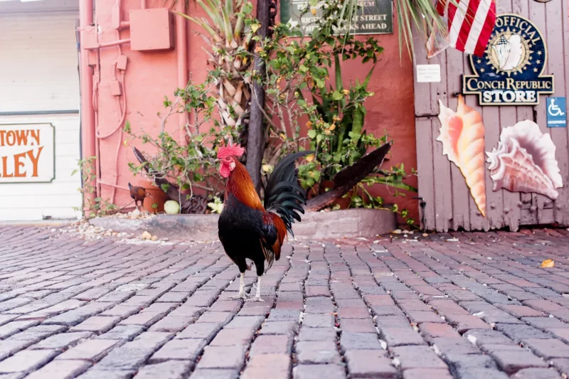 Coq en liberté sur une rue pavée devant le Conch Republic Store à Key West
