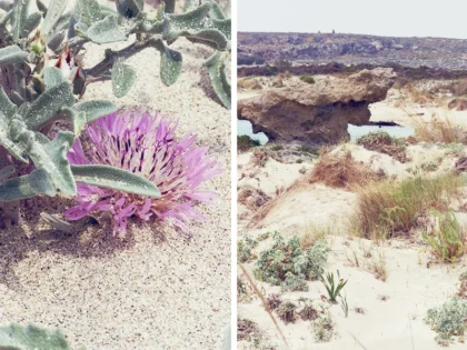 Dunes et végétation protégée du secteur d'Elafonissi