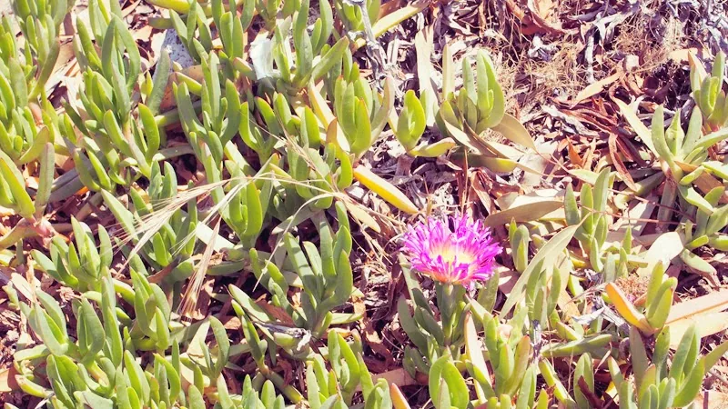 Fleur rose de griffe de sorcière sur la côte de La Jolla