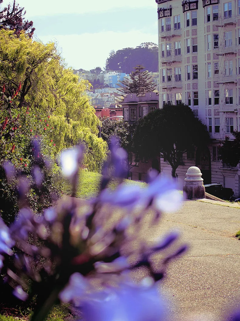 Fleurs d'agapanthe violettes devant un immeuble ancien sur une colline de San Francisco
