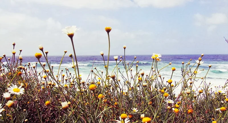 Fleurs sauvages jaunes au bord de l'océan Pacifique à La Jolla