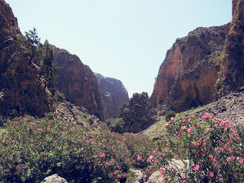 Les gorges d'Aradena et leurs lauriers-roses, sur la randonnée vers Loutro