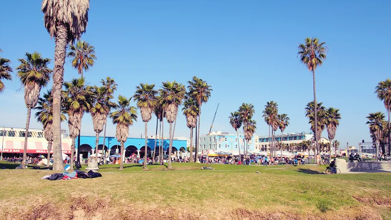 Pelouse et grands palmiers au bord de la promenade de Venice Beach