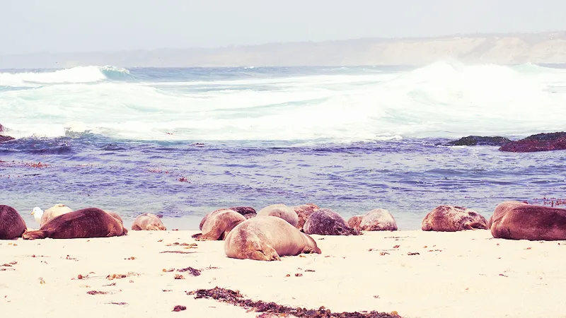 Phoques se reposant sur le sable devant les vagues de La Jolla en Californie